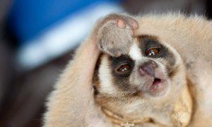 Poisonous Primate Mimicking The Cobra?