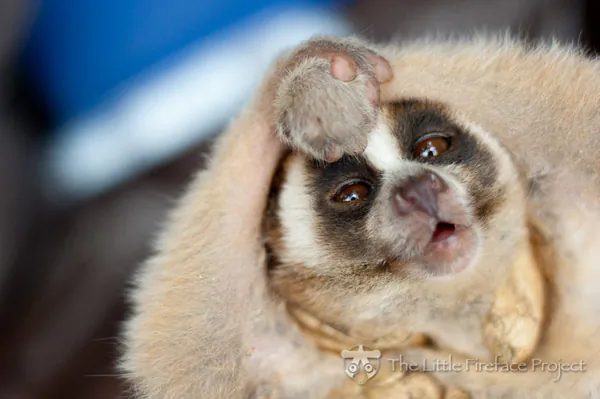 Poisonous Primate Mimicking The Cobra?