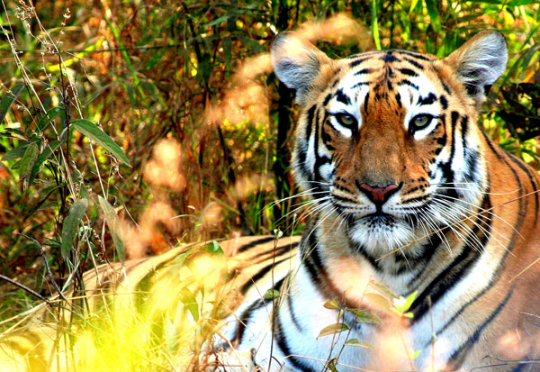 Tiger in Tadoba-Andhari Tiger Reserve in the state of Maharashtra. Photo by: Morgan Erickson-Davis. 
