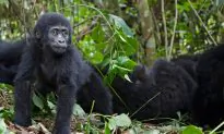 Gorilla Tracking in the Congo