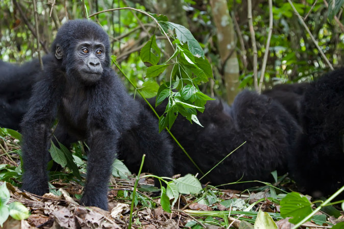 Gorilla Tracking in the Congo