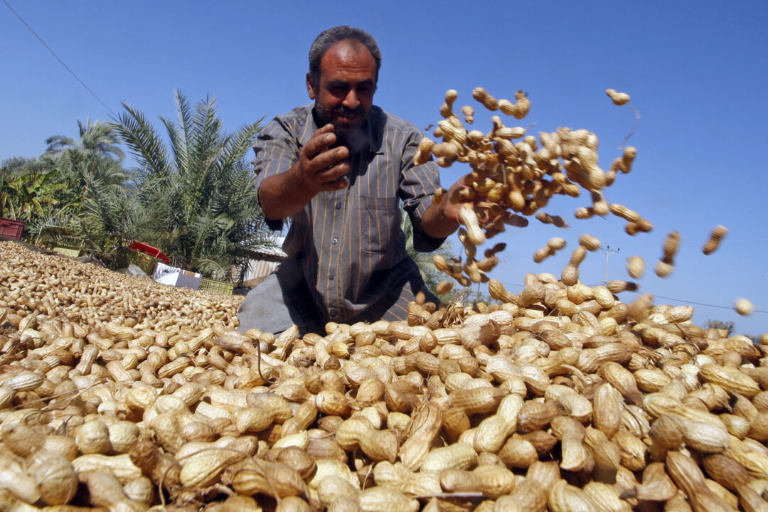 A Palestinian farmer checks a crop of peanuts during the harvest in a field outside the southern Gaza Strip town of Rafah, near the border with Egypt, on Oct. 29, 2010. (Said Khatib/AFP/Getty Images)