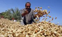 UV Light Removes 80 Percent of Allergens From Peanuts