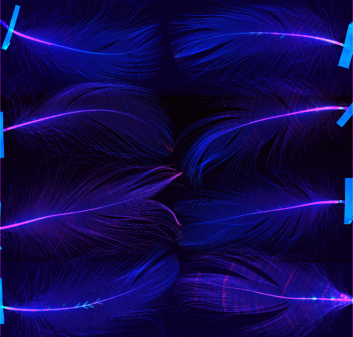 This image of Australian seabird feathers shows the distribution of important atomic elements and is also indicative of the presence of plastics and other contaminants in the food chain. (Australian universities, ANSTO and Australian Synchrotron/XFM Beamline)