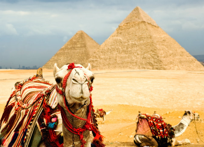 Camel in Egypt (Shutterstock*)