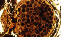 Newly Found Fossils Could Be Among Earth’s Earliest (Video)