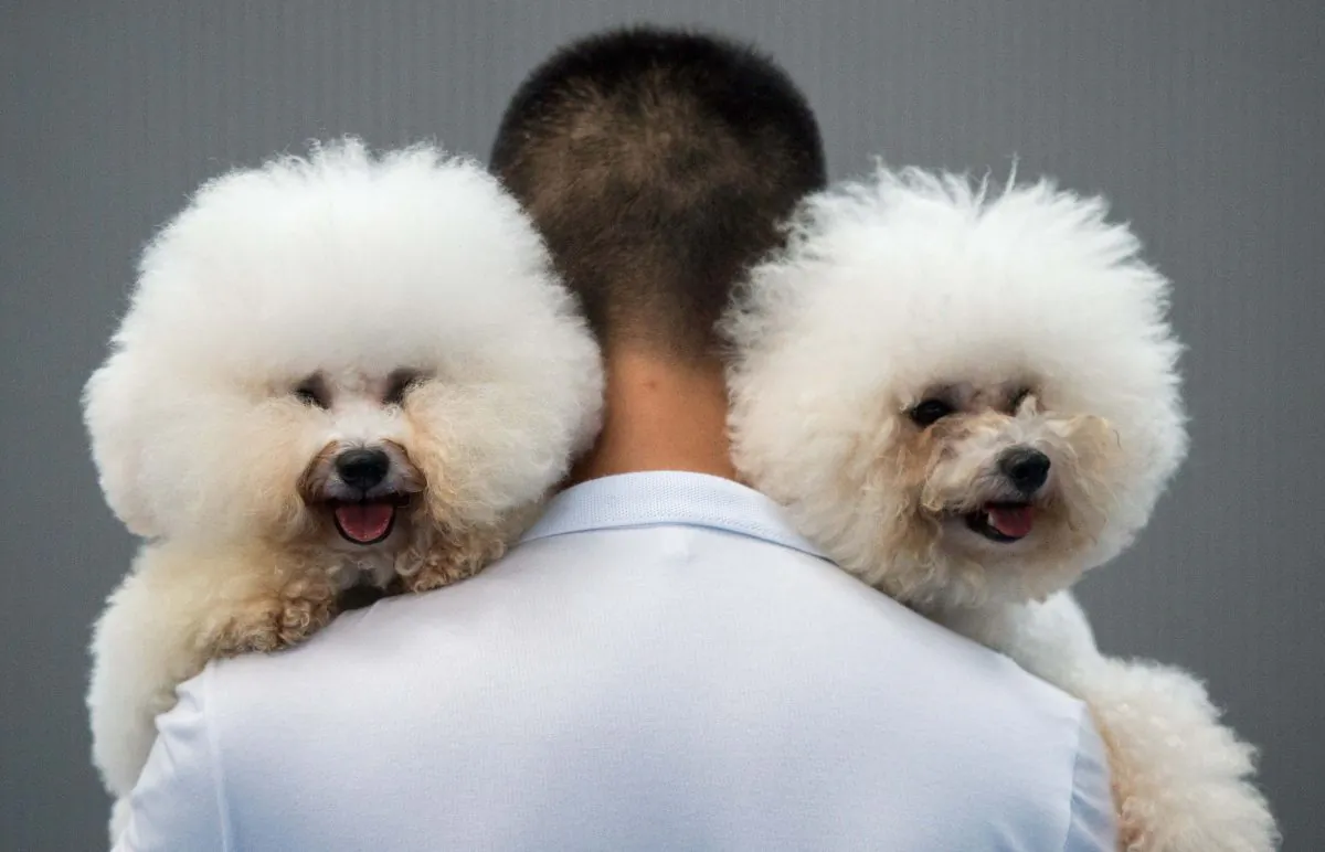A man carrying two Bichon Frises named Paopao (L) and Benzen in Hangzhou, China, on Sept. 7, 2014. (Johannes Eisele/AFP/Getty Images)