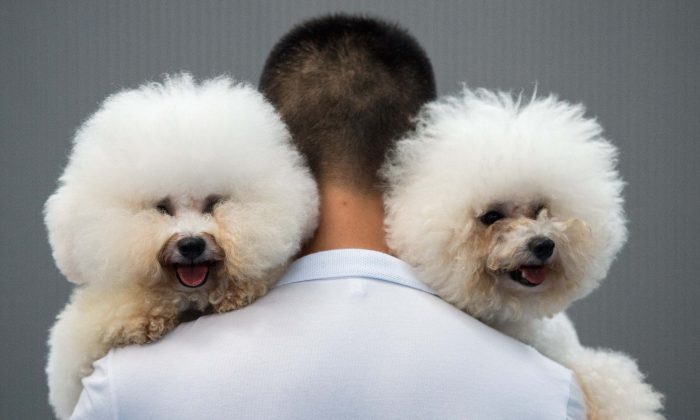 A man carrying two Bichon Frises named Paopao (L) and Benzen in Hangzhou, China, on Sept. 7, 2014. (Johannes Eisele/AFP/Getty Images)
