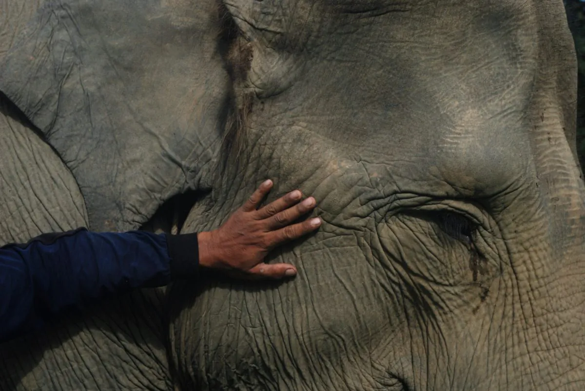 A mahout and his elephant near the Leuser ecosystem forest conservation area on Indonesia’s Sumatra island on Aug. 29, 2014. (Sutanta Aditya/AFP/Getty Images)