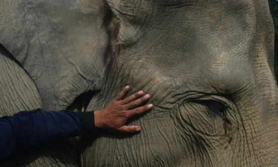 5 Ways to Stop the World’s Wildlife Vanishing