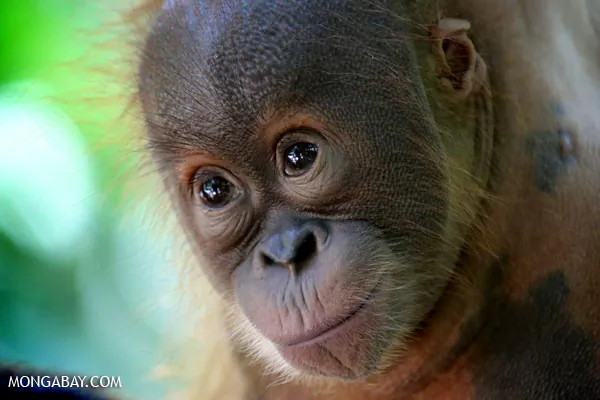High Court Denies Palm Oil Company’s Appeal