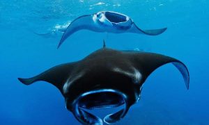 Illegal Manta Ray Trader Arrested in Indonesia