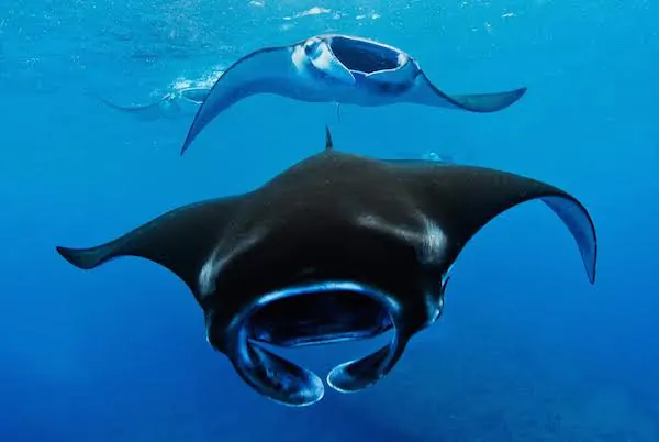 Illegal Manta Ray Trader Arrested in Indonesia