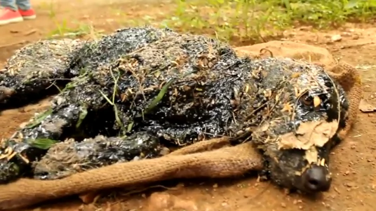 Rescuers Save Puppy That Fell in Tar (Video)