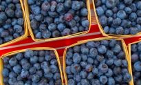 Blueberries: Small Fruit Delivers Big Reward