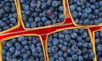 Blueberries: One of Nature’s Best Foods