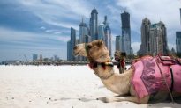 Dubai’s Top 5 Desert Distractions