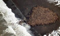 Throng of 35,000 Walruses Is Largest Ever Recorded on Land, Sign of Warming Artic