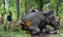 India Forest Rangers Need Protections Too