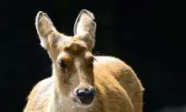 Mothers Instinct Beyond Species Boundaries