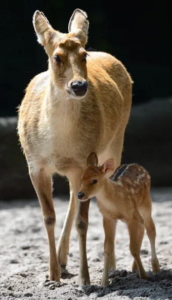 A male Barasingha walks alongside his mother at the swamp deer enclosure at the zoo in Berlin on August 7, 2012. The pup was born on June 24, 2012. (Christof Stache/AFP/GettyImages)