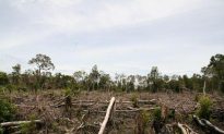 Indonesia Works to Cut Deforestation For Palm Oil Plantations