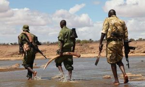 Elephants Worth Much More Alive, Than Dead