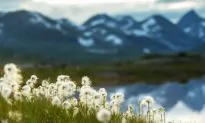 5 Incredible Things to Experience in the Arctic