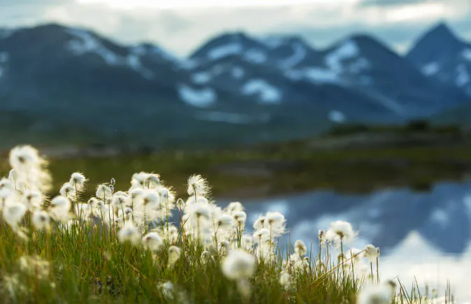 Arctic cotton flowers (Shutterstock*)