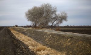 Soaring Almond Prices, Drought, and the Future of Food