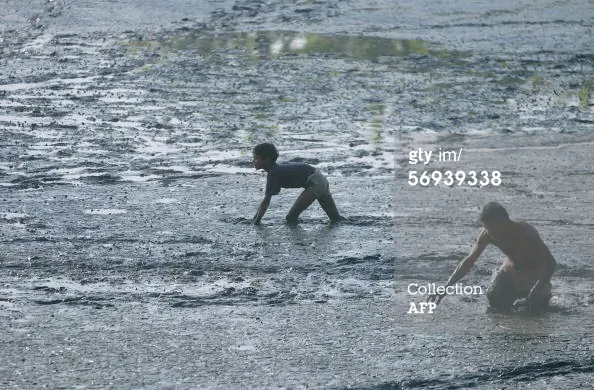 Freshwater Crabs in Danger of Extinction in India