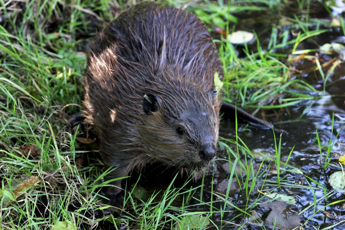 In this Sept. 12, 2014, photo, a tagged young beaver explores water hole near Ellensburg, Wash., after he and his family were relocated by a team from the Mid-Columbia Fisheries Enhancement Group. Under a program in central Washington, nuisance beavers are being trapped and relocated to the headwaters of the Yakima River where biologists hope their dams help restore water systems used by salmon, other animals and people. (AP Photo/Manuel Valdes)