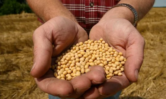 Glyphosate Treated GMO Soy Extremely Unhealthy–BT Toxic to Organs & Blood