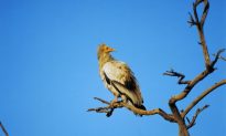 Vultures in India Endangered by Toxic Chemicals