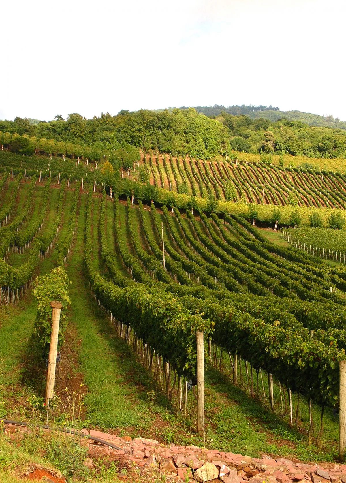 Rows of Falanghina vines in Sannio, Italy (Manos Angelakis)