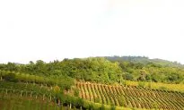 Falanghina, Italy’s Liquid Gold