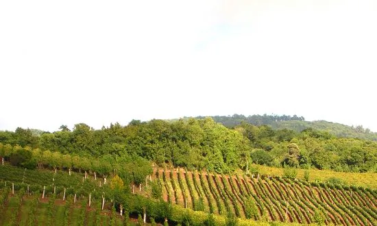Falanghina, Italy’s Liquid Gold