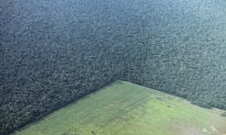Brazil Needs More Incentive to Battle Deforestation