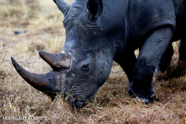 INTERPOL Launches African Environmental Crime Unit