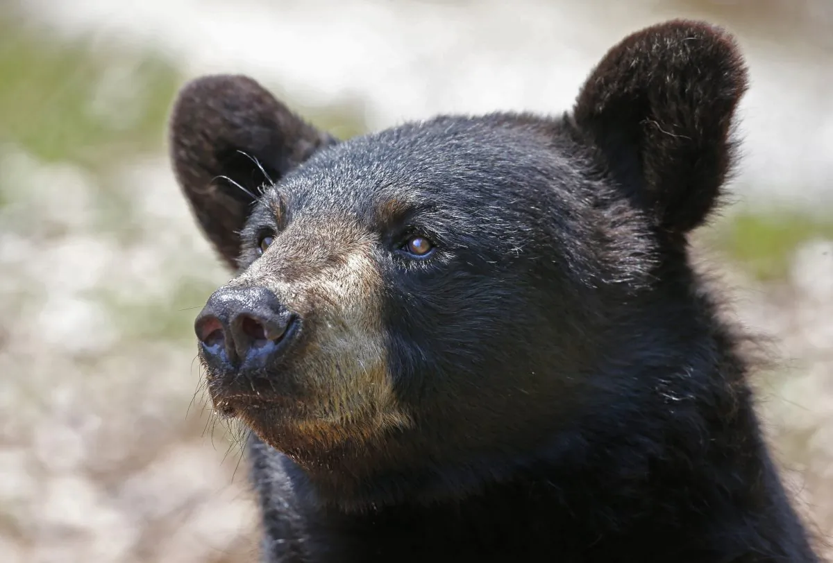 A black bear is seen at the Maine Wildlife Park in New Gloucester, Maine, on July 25, 2014. (AP Photo/Robert F. Bukaty, File)