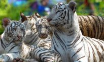 India’s Tiger Protection Squad Ensures No Poaching