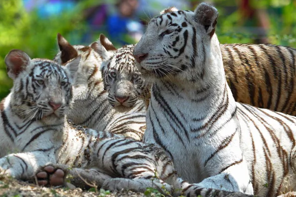 India’s Tiger Protection Squad Ensures No Poaching