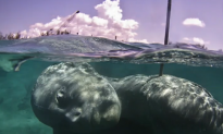 Artist Builds 60 Tonne Underwater Sculpture in the Bahamas (Video)