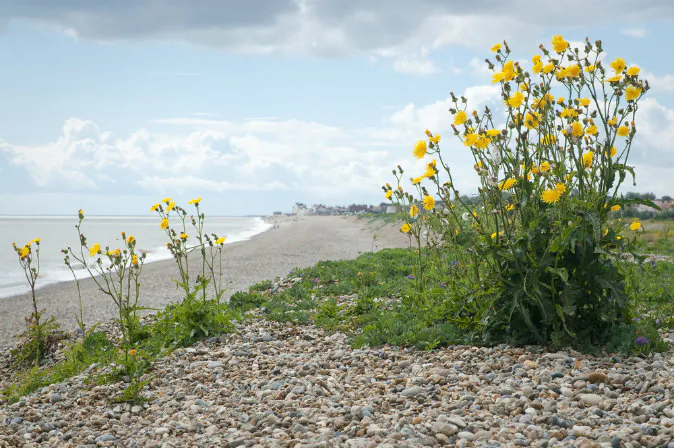 Suffolk gravel beach in Aldeburgh (Shutterstock*)