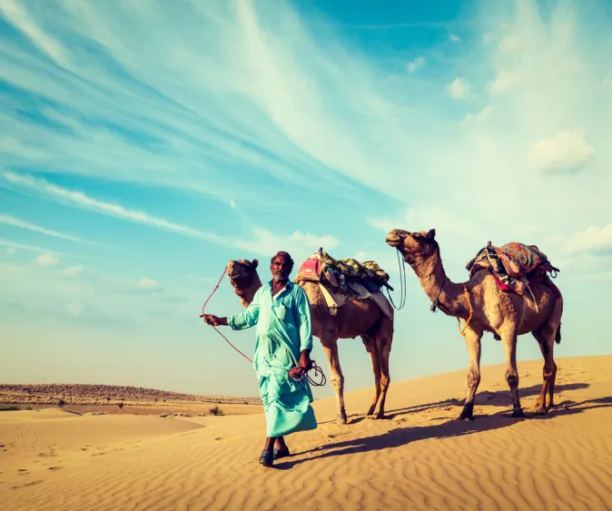 MERS-CoV in camels may have mutated two and half years ago, which allowed the virus to infect humans. Societies in North Africa and the Middle East have strong cultural connections to camels, where "there are a lot of activities that expose people to raw camel products—milk, urine—which could be the root of infection to humans," says Gary Whittaker. (Shutterstock*)