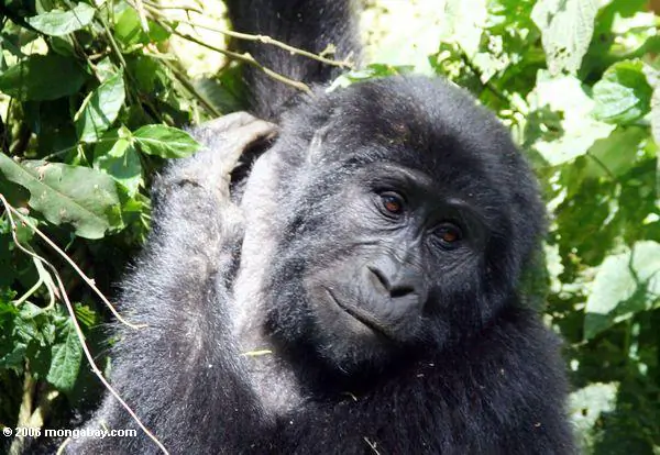 Examining Forest Restoration Commitments