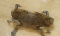 Could a Monster-Size Crab Spotted in UK be Real? (Video)