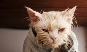 Mind Over Matter: Cynics, It Seems, Triple Their Risk of Dementia