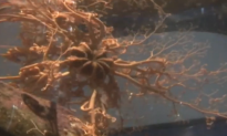 Mysterious ‘Sea Alien’ Identified as Basket Star (Video)