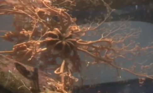 Mysterious ‘Sea Alien’ Identified as Basket Star (Video)